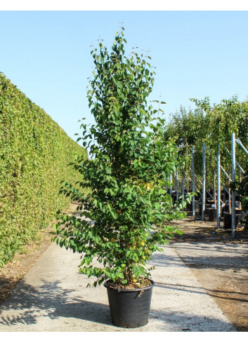 CERCIDIPHYLLUM japonicum En pot de 50-70 litres