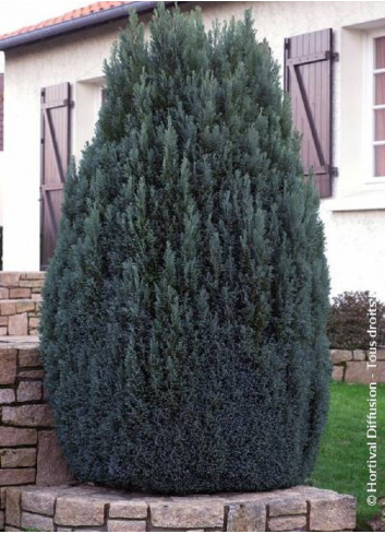 CHAMAECYPARIS lawsoniana ELLWOODII