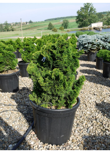 CHAMAECYPARIS obtusa NANA GRACILIS En pot de 25-30 litres