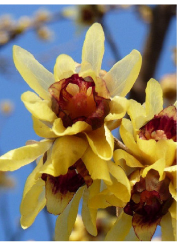 CHIMONANTHUS praecox