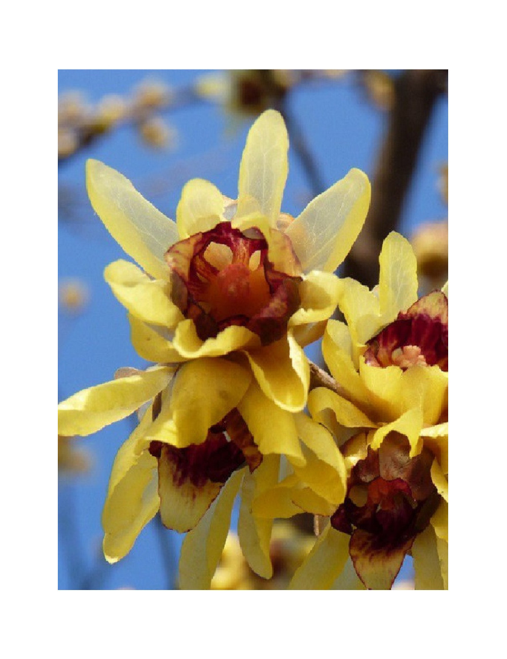 CHIMONANTHUS praecox