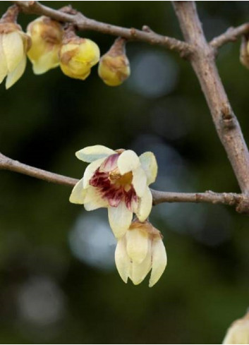 CHIMONANTHUS praecox