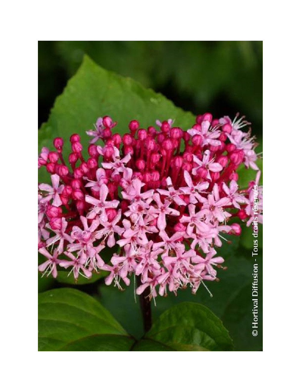 CLERODENDRUM bungei