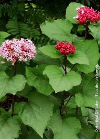 CLERODENDRUM bungei