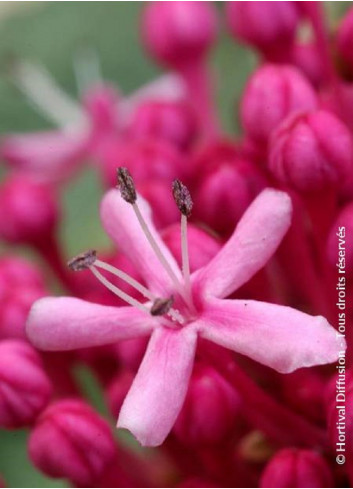 CLERODENDRUM bungei