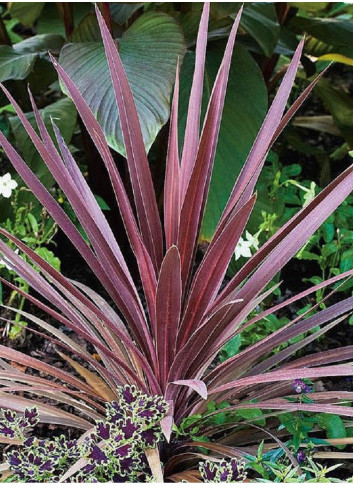 CORDYLINE australis RED STAR