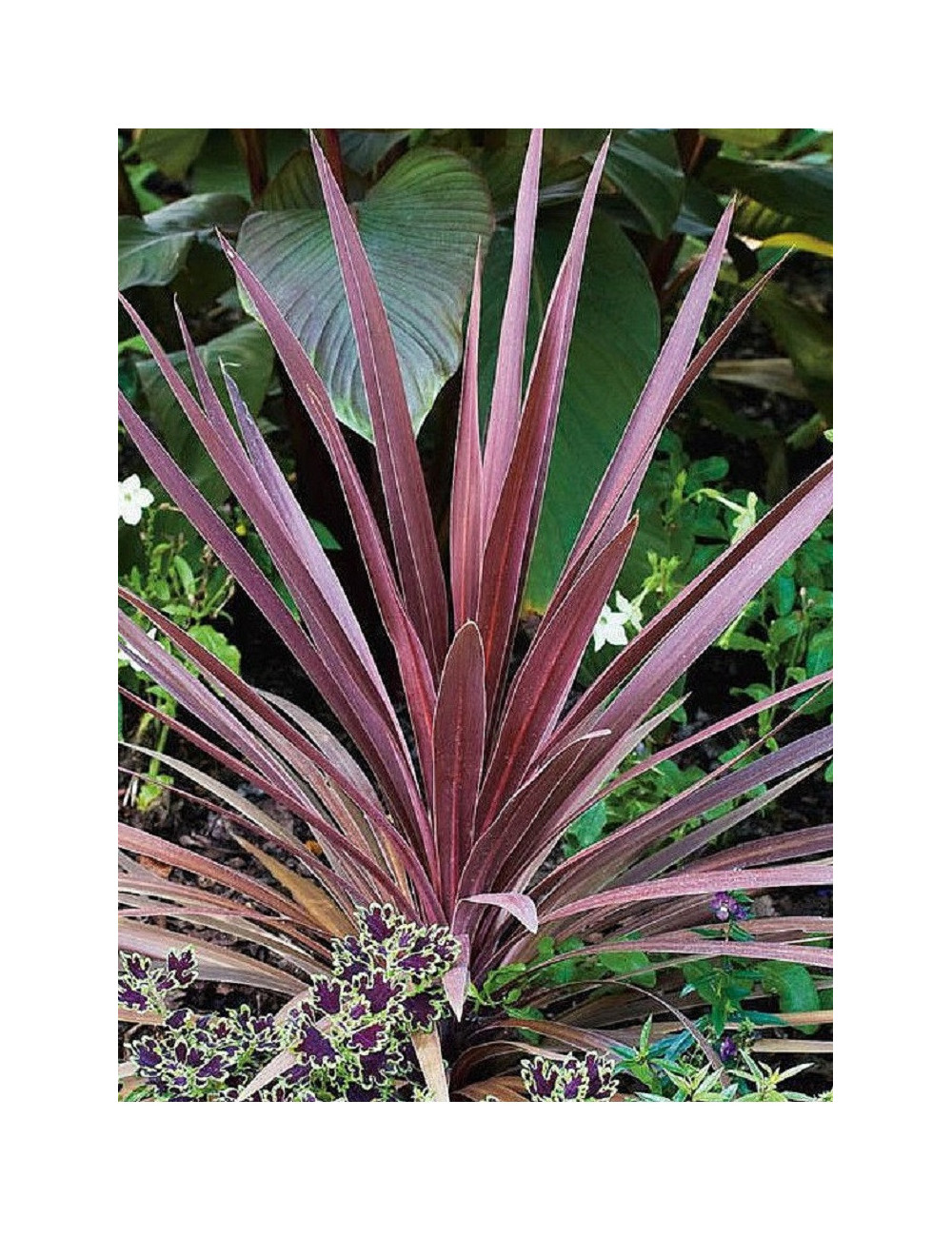 CORDYLINE australis RED STAR