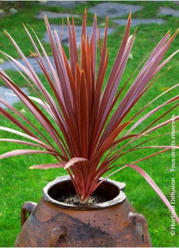 CORDYLINE australis RED STAR