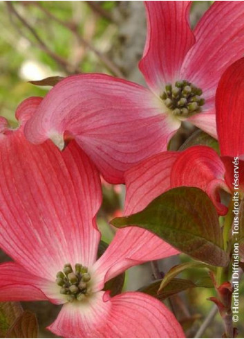 CORNUS florida RUBRA