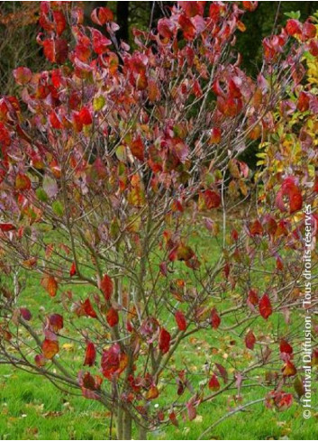 CORNUS florida RUBRA