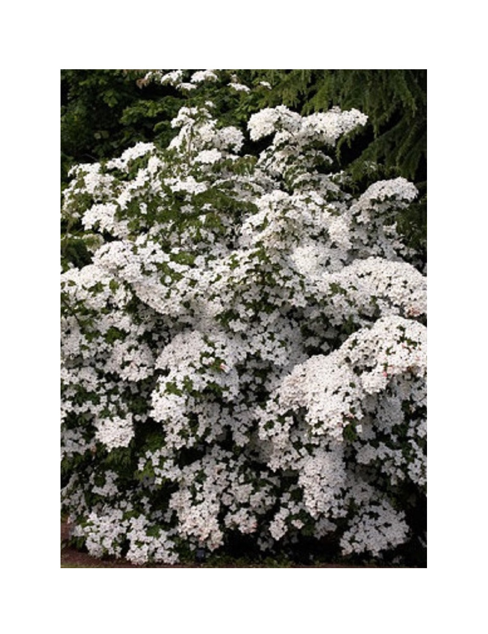 CORNUS kousa