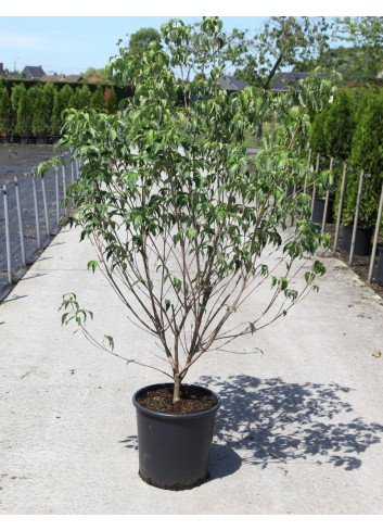 CORNUS kousa En pot de 25-30 litres