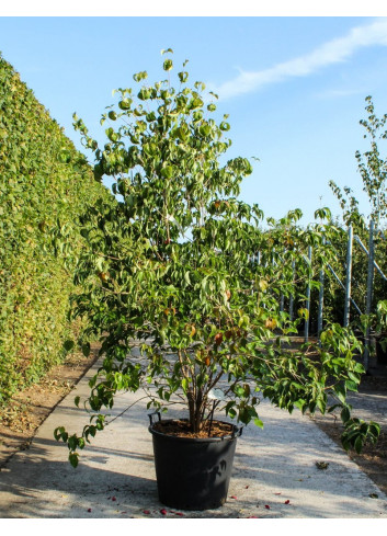 CORNUS kousa En pot de 70-90 litres