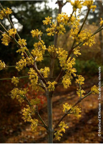 CORNUS mas