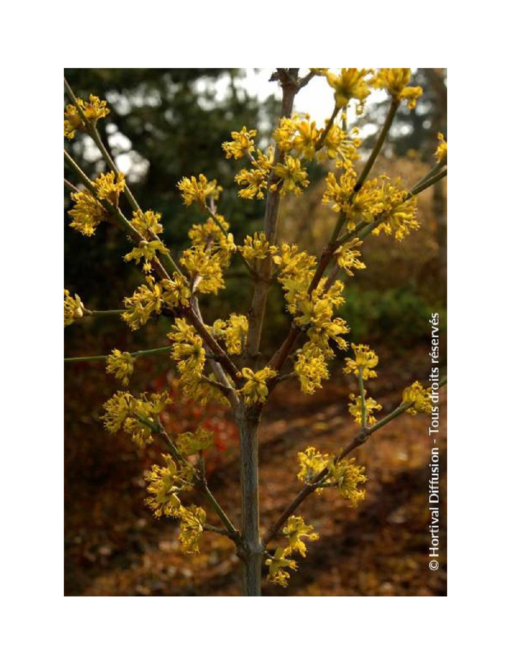 CORNUS mas