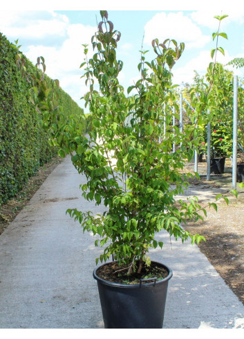 CORNUS mas En pot de 70-90 litres