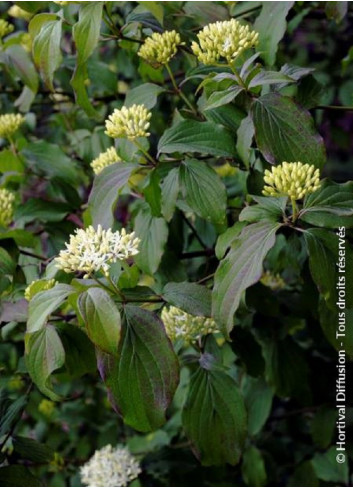 CORNUS sanguinea