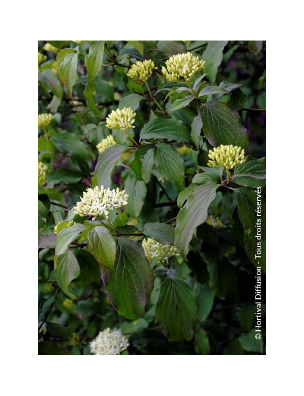 CORNUS sanguinea