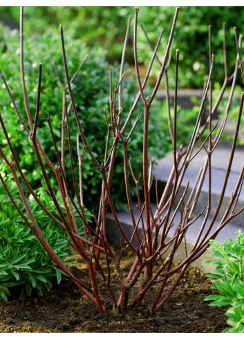 CORNUS sanguinea