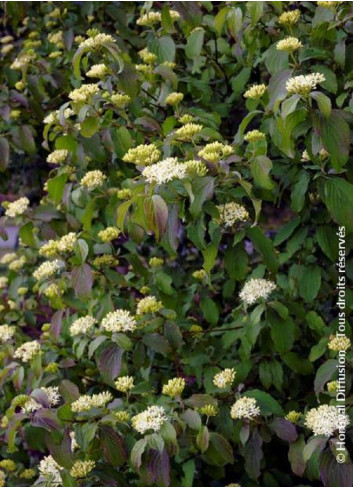 CORNUS sanguinea