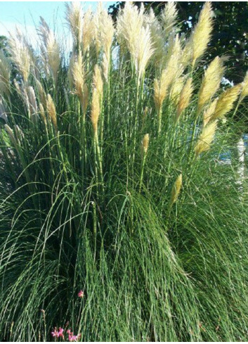 CORTADERIA selloana