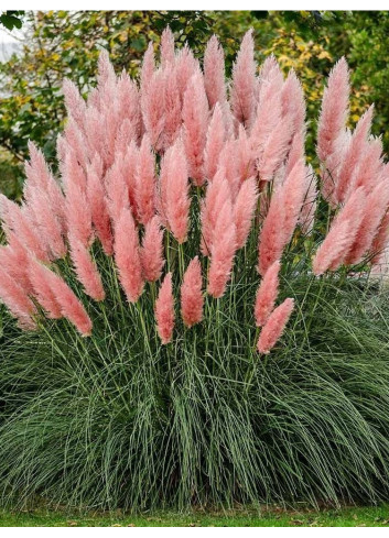 CORTADERIA selloana ROSE