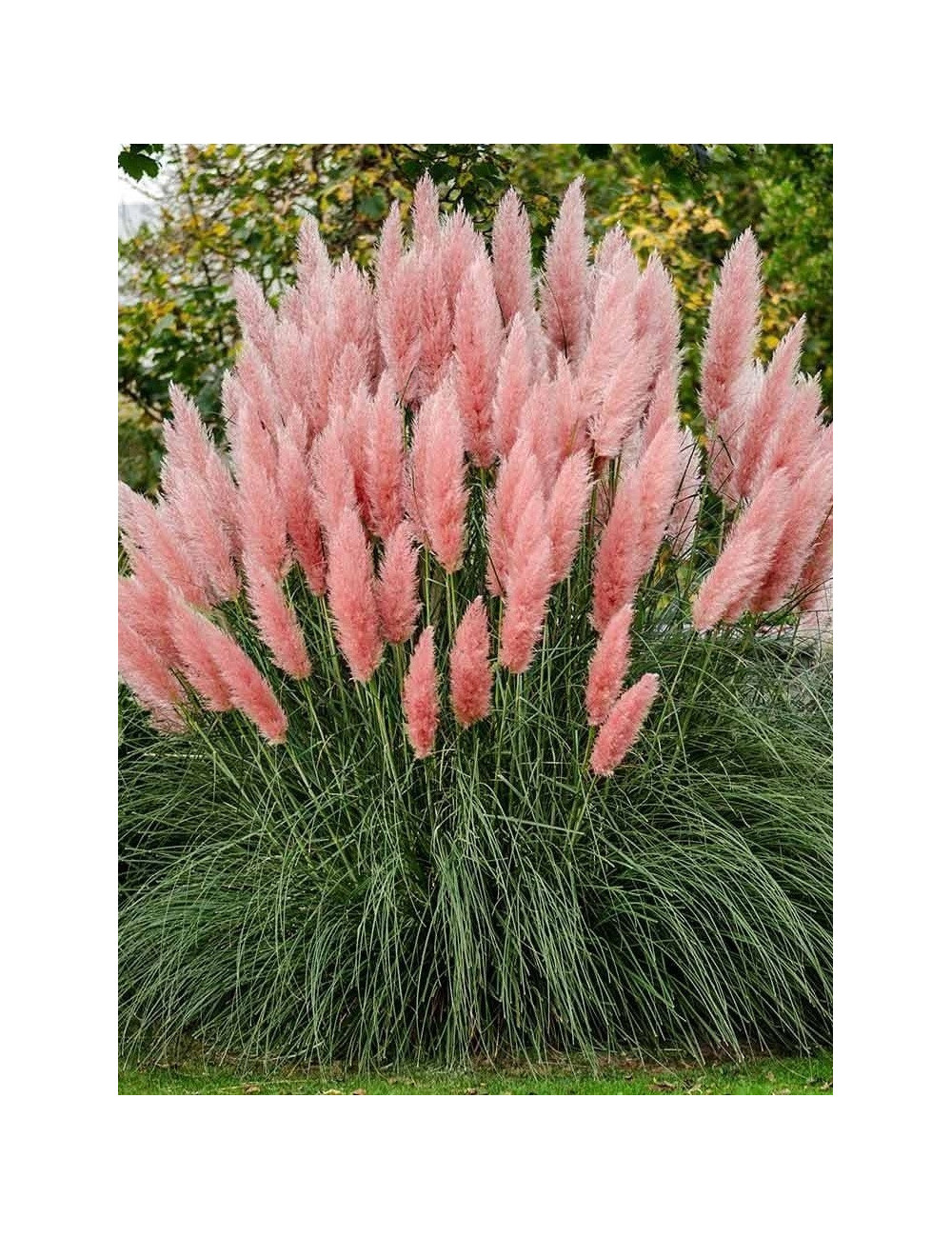 CORTADERIA selloana ROSE