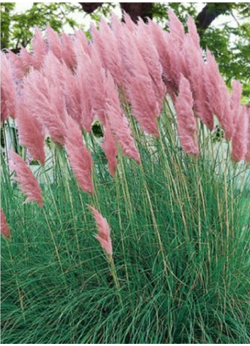 CORTADERIA selloana ROSE