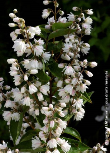 DEUTZIA scabra PRIDE OF ROCHESTER