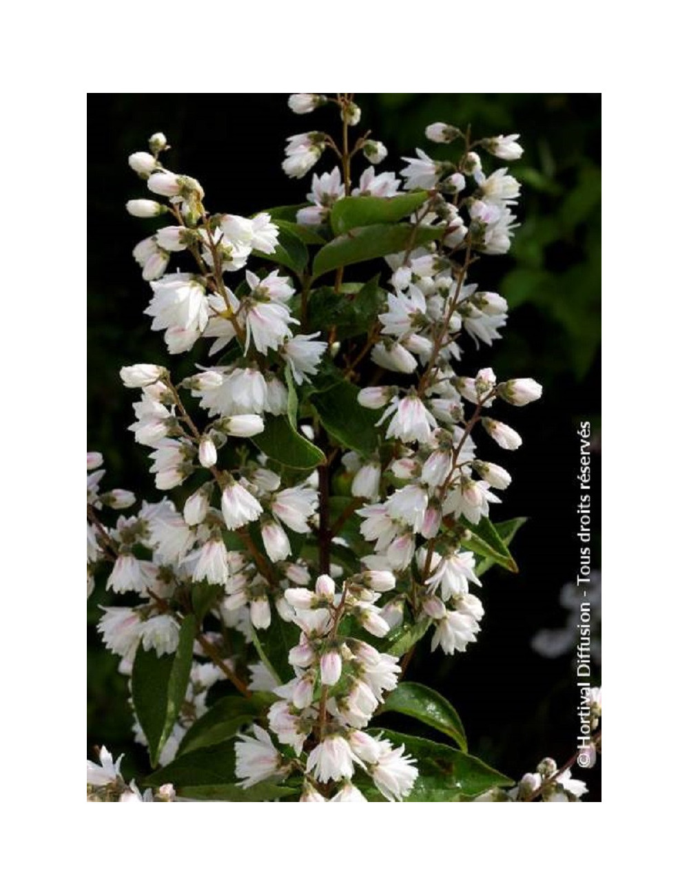 DEUTZIA scabra PRIDE OF ROCHESTER