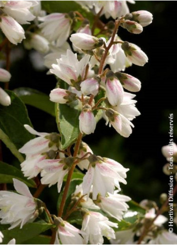 DEUTZIA scabra PRIDE OF ROCHESTER