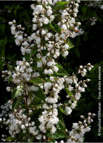 DEUTZIA scabra PRIDE OF ROCHESTER