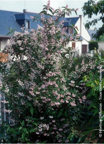 DEUTZIA scabra PRIDE OF ROCHESTER