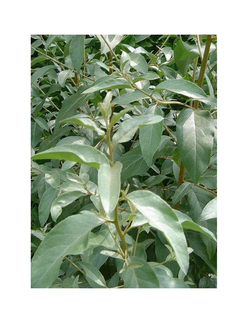 ELAEAGNUS angustifolia