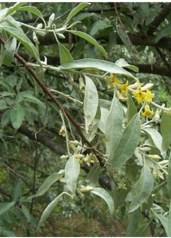 ELAEAGNUS angustifolia