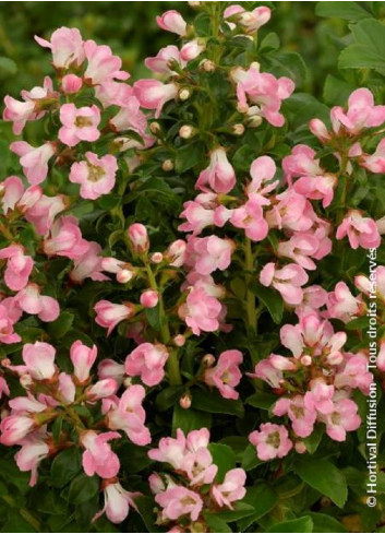 ESCALLONIA APPLE BLOSSOM