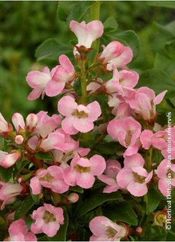 ESCALLONIA APPLE BLOSSOM