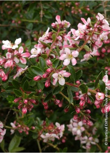 ESCALLONIA APPLE BLOSSOM