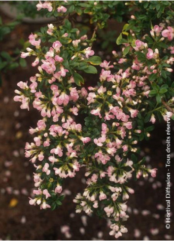 ESCALLONIA APPLE BLOSSOM