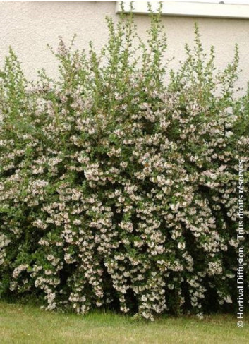 ESCALLONIA APPLE BLOSSOM