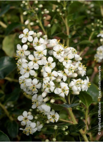 ESCALLONIA IVEYI