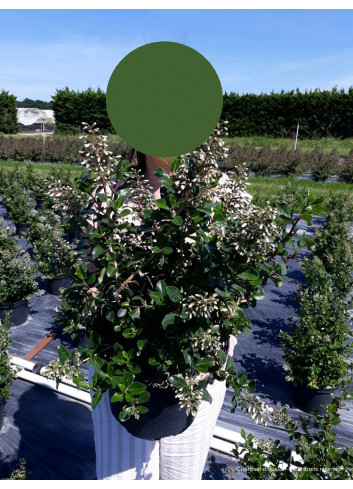 ESCALLONIA IVEYI En pot 10-12 litres