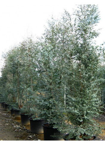 EUCALYPTUS gunnii