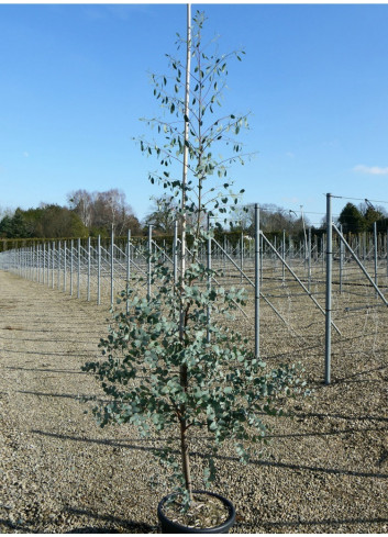 EUCALYPTUS gunnii En pot de 15-20 litres forme baliveau