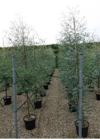 EUCALYPTUS gunnii En pot de 25-30 litres forme baliveau