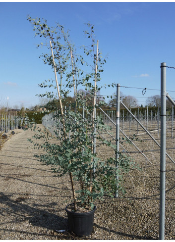 EUCALYPTUS gunnii En pot de 35-50 litres forme cépée