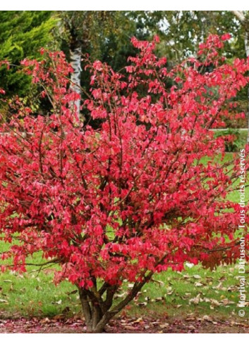 EUONYMUS alatus