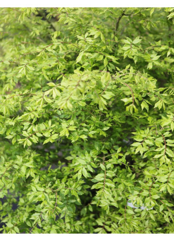 EUONYMUS alatus