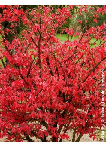 EUONYMUS alatus