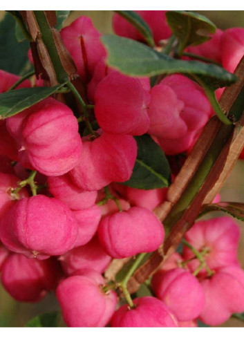 EUONYMUS alatus